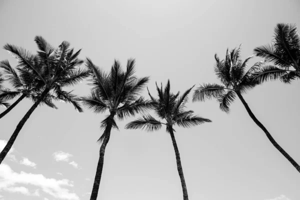 熱帯ヤシの葉の背景には、ヤシの木。夏の熱帯の島、休暇のパターン。手のひら壁紙. — ストック写真