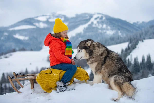 Jongen geniet van een slee rit met Siberische husky hond. Kindersleeën, sleeën. Kinderen spelen in de winter in de sneeuw. Outdoor kids plezier voor kerstvakantie. — Stockfoto