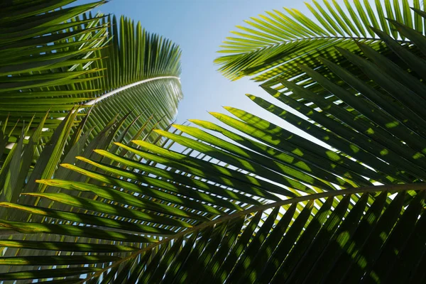 Palmblatttextur, Palmkokosnussblätter Natur grünen Hintergrund. Tropischer grüner Hintergrund. — Stockfoto