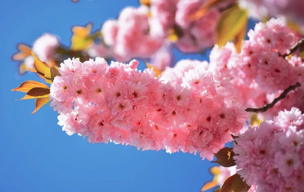 Fiore di ciliegio. Sacura ciliegio. Sfondo primavera. Bellissimi fiori da giardino. Consigli per i festival dei fiori di ciliegio. Festival Sakura . — Foto Stock