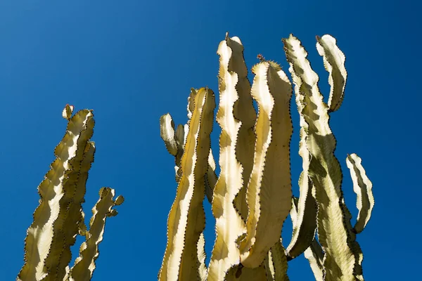 Cactus in desert on sky backdround, cacti or cactaceae pattern. — Stock Photo, Image