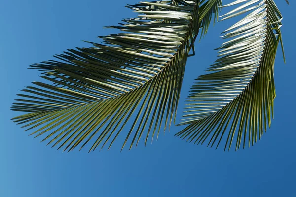 Palmer på blå himmel, palm vid tropisk kust, kokosnötsträd med tropiska palmblad bakgrund. Tropisk grön mönsterstruktur. — Stockfoto