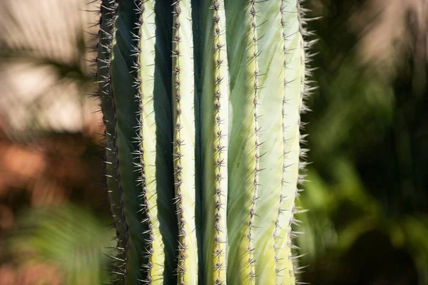 Närbild kaktus backdround, kaktusar eller cactaceae mönster. Spetsad kaktus. — Stockfoto