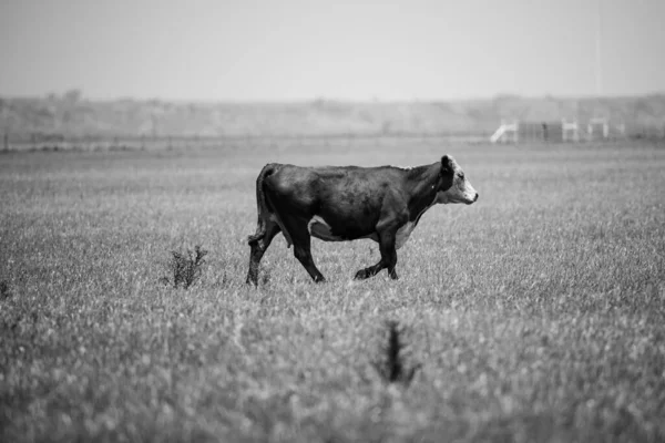 Kráva na letní pastvině. Hnědá kráva na zeleném pozadí trávy. — Stock fotografie