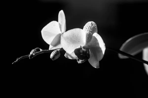 아로마의 개념입니다. 꽃 화장품. 자연의 아름다움. 난초 꽃. 팔라에 노프 시스 가자라고 있다. — 스톡 사진