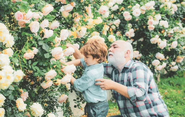 Посадка цветов. Дедушка и внук в прекрасном саду. Садовник срезал цветы в своем саду. Ему нравится разговаривать с дедушкой. . — стоковое фото