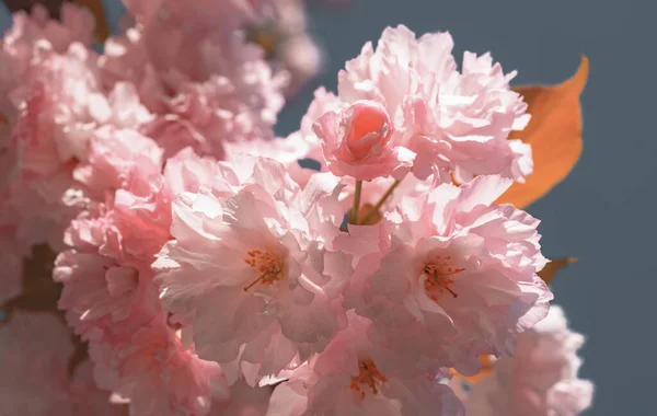 Kersenbloesem. Sacura kersen-boom. Achtergrond met bloemen op een lentedag. Bloeiende sakura bloesems bloemen close-up met blauwe hemel op aard achtergrond. — Stockfoto