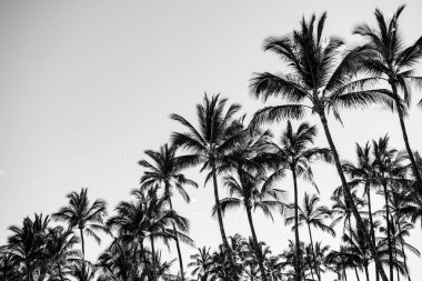 Güneşli tropik cenneti olan palmiyeler. Mavi gökyüzünde palmiye ağaçları, tropik kıyılarda palmiye ağaçları, hindistan cevizi ağaçları..