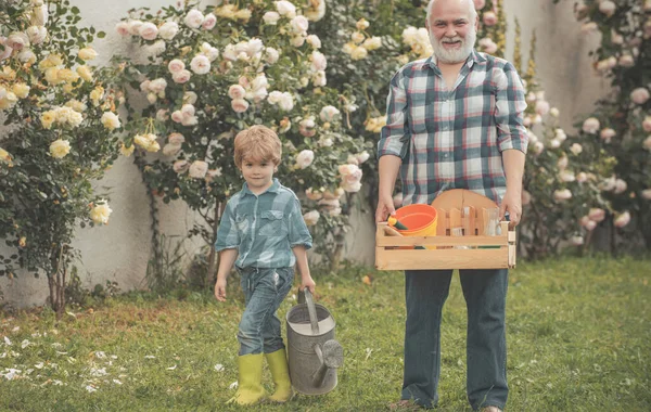 バラの花で庭で楽しむ祖父と孫。春と夏。子供と一緒に庭を作る。孫と祖父は果樹園で時間を過ごす. — ストック写真