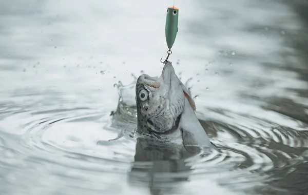 Des poissons attrapant des hameçons. Truite de poisson sur un hameçon. Truite brune capturée au filet de pêche. Pêche à la mouche de la truite . — Photo