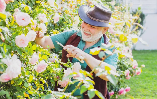 Senior Gärtner Mann im Garten schneidet Rosen. Großvater arbeitet mit Frühlingsblumen. — Stockfoto