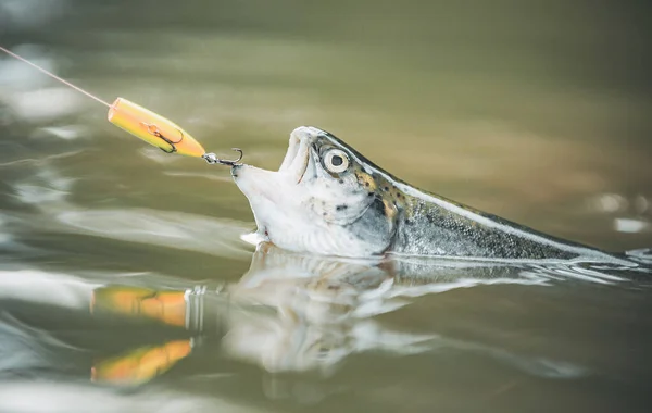 Truta arco-íris de cabeça de aço. Pesca com mosca de truta. Truta marrom sendo capturada na rede de pesca . — Fotografia de Stock