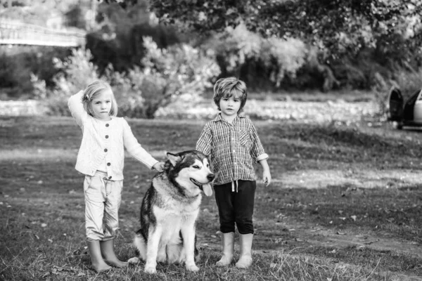 Lustige Kinder Jungen und Mädchen mit Hund gehen gemeinsam auf dem grünen Hügel spazieren. Erlebnis- und Urlaubskinder-Konzept. Kinder wandern zusammen mit Hund. Glückliche Kindheitsmomente. — Stockfoto