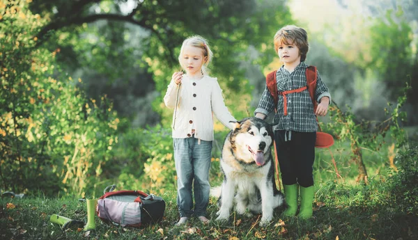 Ung pojke och liten flicka på ett grönt fält med sin husdjur husky eller malamute. Sommar på landet. Sommartid. — Stockfoto