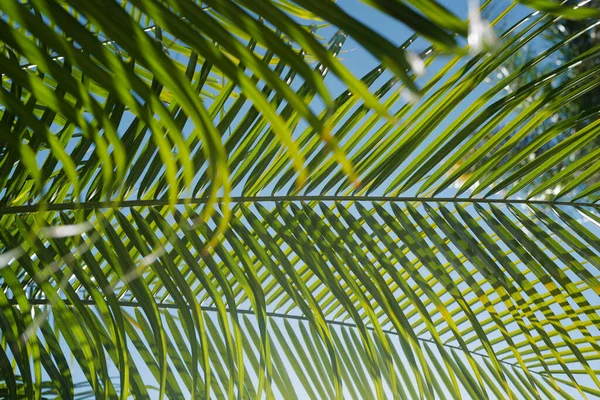 Coconut palmer grön konsistens bakgrund. Tropiska palmer kokosnötsträd på himlen, natur bakgrund. Tropisk grön bakgrund. — Stockfoto