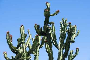 Mavi gökyüzü sırtı üzerindeki kaktüs, kaktüs tasarımı veya kaktaceae deseni.
