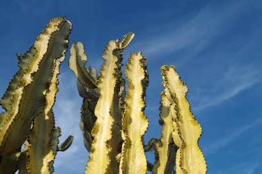 Kaktüs sırtı, kaktüs tasarımı ya da kaktaceae deseni