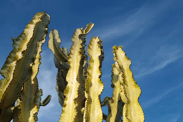 Cactus Backdround Cacti Design Cactaceae Pattern — Stock Photo, Image