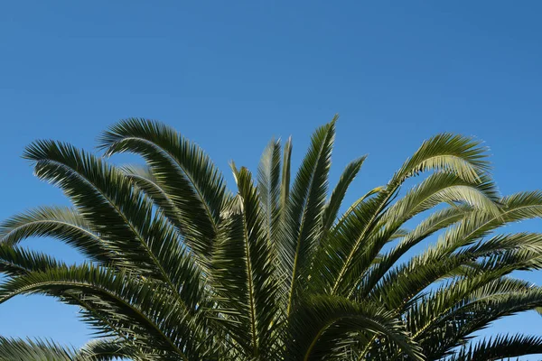 Kokospalmen Schöne Tropische Textur Mit Sonnenlicht Auf Abstraktem Hintergrund Textur — Stockfoto