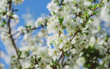 İlkbahar çiçekli kiraz ağacı arka planı. Bahar çiçekleri açan güzel doğa..