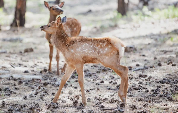 Deer Fawn, Bambi, capreolus. Jeune chevreuil à queue blanche. Belle faune buck. — Photo