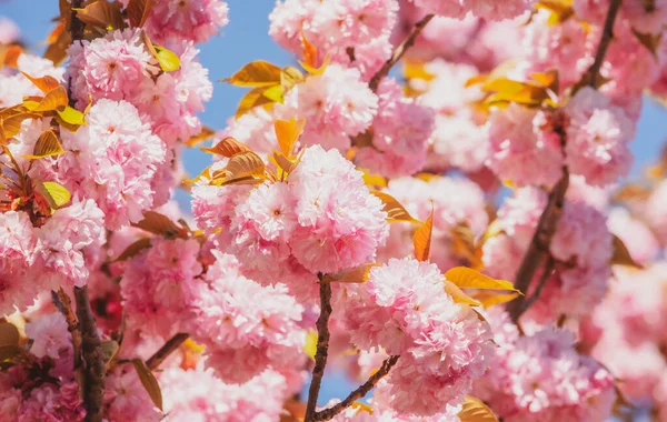 Festiwal Sakura. Wiśniowe Kwitną Drzewa. Wiosenne kwiaty Sakury. Wiśniowe Kwitną Drzewa. Sakura wiosenne kwiaty wzór — Zdjęcie stockowe