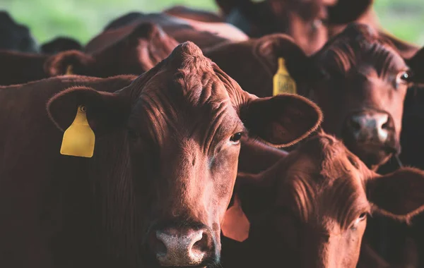 Gros plan sur la vache laitière. Élevage, élevage, lait et production de viande bovine concept. — Photo