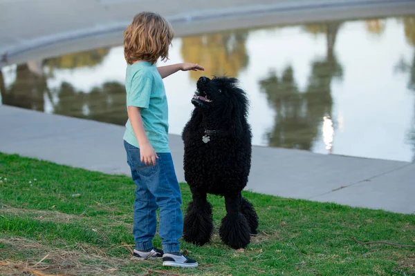 Divertido niño jugando con perro caniche en el parque. —  Fotos de Stock