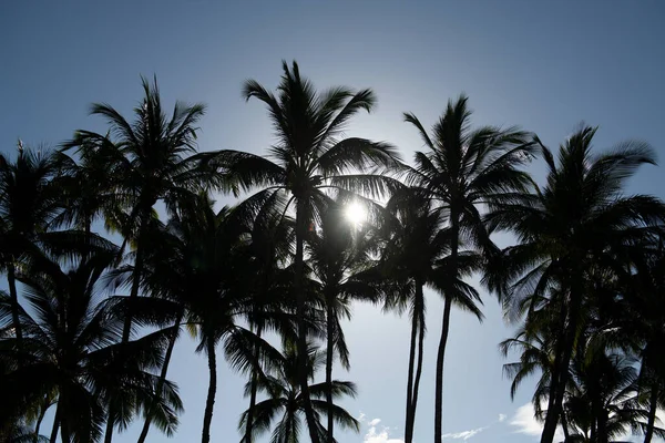 Palms landscape with sunny tropic paradise. Coco palms on blue sky. Exotic summer nature background, natural landscape. — Stock Photo, Image