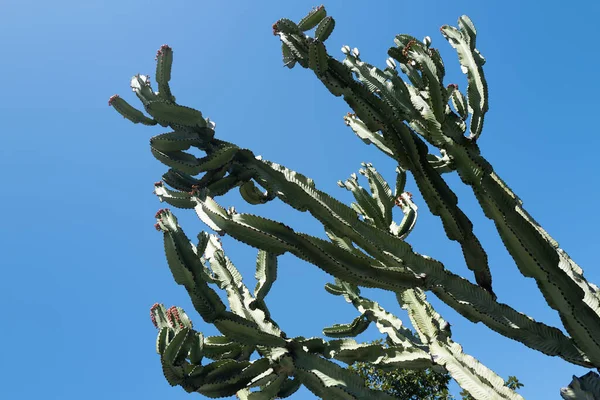 Cactus in desert on sky backdround, cacti or cactaceae pattern. — Stock Photo, Image