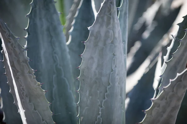 Agave de cerca. Fondo de cactus, diseño de cactus o patrón de cactaceae. —  Fotos de Stock