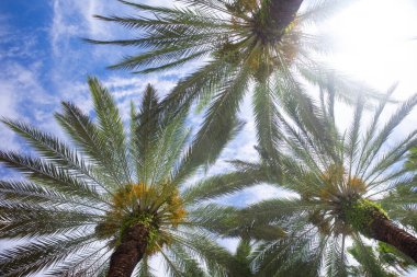 Tropik yeşil desen dokusu. Soyut yeşil doku arka planına sahip tropik palmiye yaprakları.