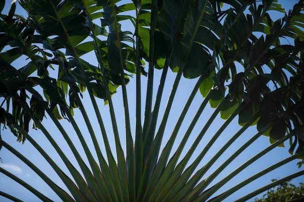 Tropik yeşil desen dokusu. Palmiye yaprakları arka plan, palmiye yaprakları arka planda doğal yeşil doku. — Stok fotoğraf