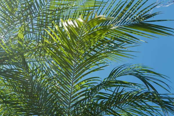 Palm blad struktur, palm kokos lövverk natur grön bakgrund. Tropisk grön mönsterstruktur. — Stockfoto