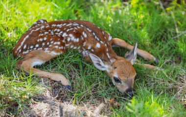 Doğa hayvanları konsepti. Bebek roedeer capreolus. Yeni doğmuş geyikler bambi ve vahşi bahar hayvanları konsepti. Fawn Dinleniyor.