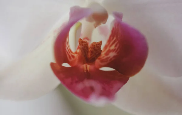 Flower clitoris vagina vulva concept. Orgasm. Spring bloom. Erotic orchid blossom closeup. — Zdjęcie stockowe