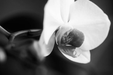 Phalaenopsis Orkidesi. Çiçek konsepti. Bahar çiçekleri. Orkide dekoratif çiçekleri.