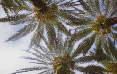 Avuç içi avuçlar güneş ışığı gökyüzünde. Gökyüzünde tropik hindistan cevizi ağaçları, doğa arka planı.