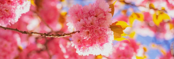 Banner de primavera, fundo de flor. Flor de cereja. Cerejeira sacura. Branch delicadas flores da primavera. Na Primavera. Flores da primavera com fundo azul e nuvens. — Fotografia de Stock