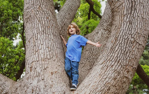 Jongetje rustend op een grote boom. Een jong kind klimt in een boom. — Stockfoto
