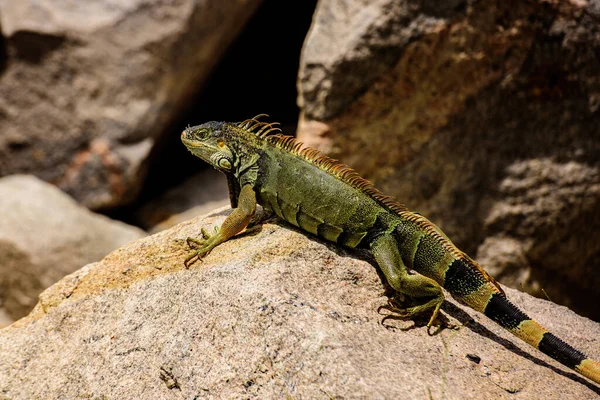 Ödla av släktet Iguana, född i Centralamerika. — Stockfoto