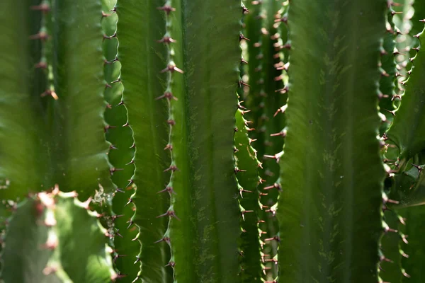 Cactus backdround, design de cactos ou padrão de cactaceae. — Fotografia de Stock