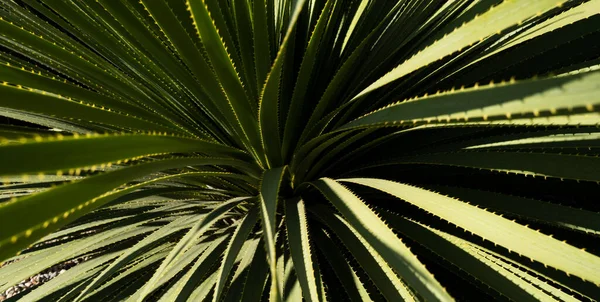 Agave kaktus. Kaktus backdround, kaktusdesign eller cactaceae mönster. — Stockfoto