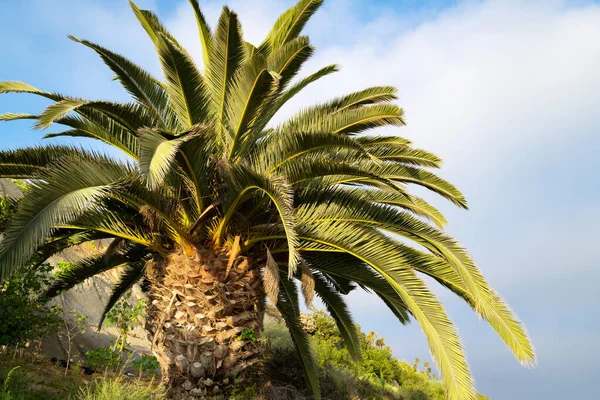 Palmen achtergrond. Tropische palmboom met zonlicht op hemelse abstracte achtergrond. Zomervakantie en natuur reizen avontuur concept. — Stockfoto