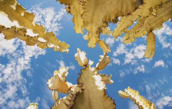 Kaktus på blå himmel backdround, kaktusar design eller cactaceae mönster. — Stockfoto