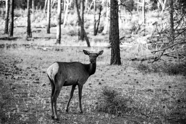 La nature. Deer Fawn, Bambi, capreolus. Jeune chevreuil à queue blanche. Belle faune buck. — Photo