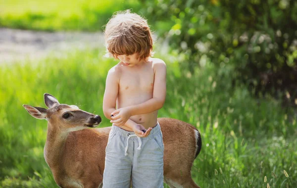 Un mignon garçon nourrit un cerf. Joli garçon avec un animal gracieux au parc ou dans la forêt. Adaptation des enfants. Unité avec la nature. — Photo