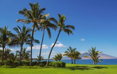 Tropik plaj manzarası. Yaz sahilinden gökyüzü manzaralı deniz manzarası. Kıyı manzarası. Hindistan cevizi palmiyeleri.