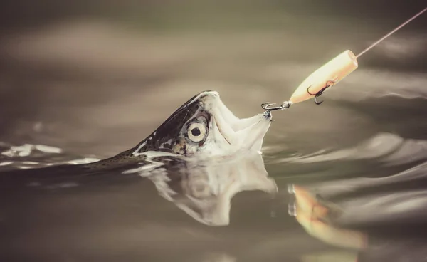 Sostiene trucha marrón. Pesca en el río. Pescado en el anzuelo. Pesca con carrete giratorio. pesca deportiva. —  Fotos de Stock