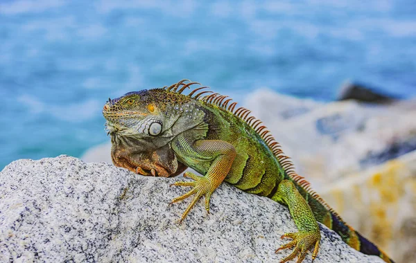 Πράσινες σαύρες ιγκουάνα. Άγρια ζωή και φύση, θαλάσσια Iguana. — Φωτογραφία Αρχείου